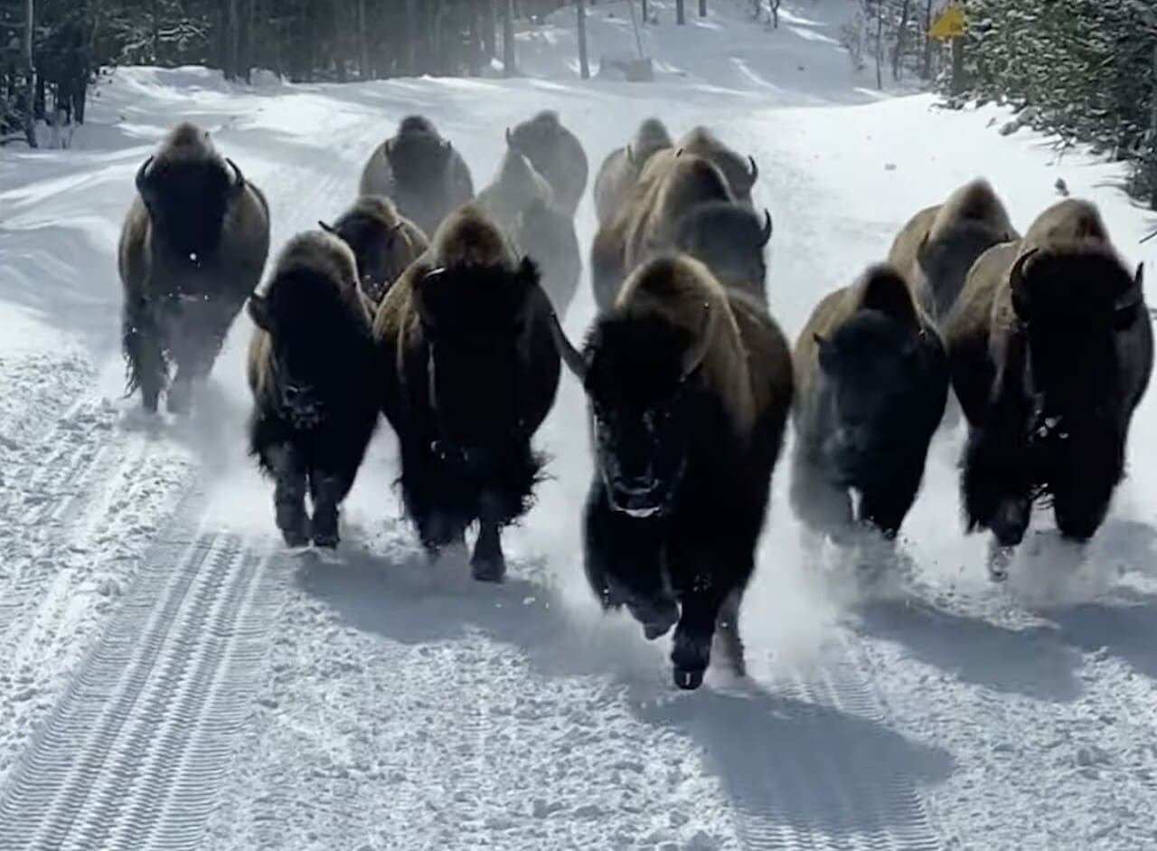 Bison running across Montana plains - strength and flexibility in financing